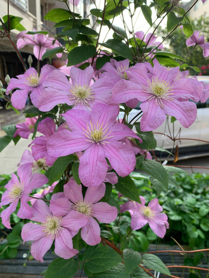 Clematis ‘’Comtesse de Bouchaud| 包查德 女侯爵‘’