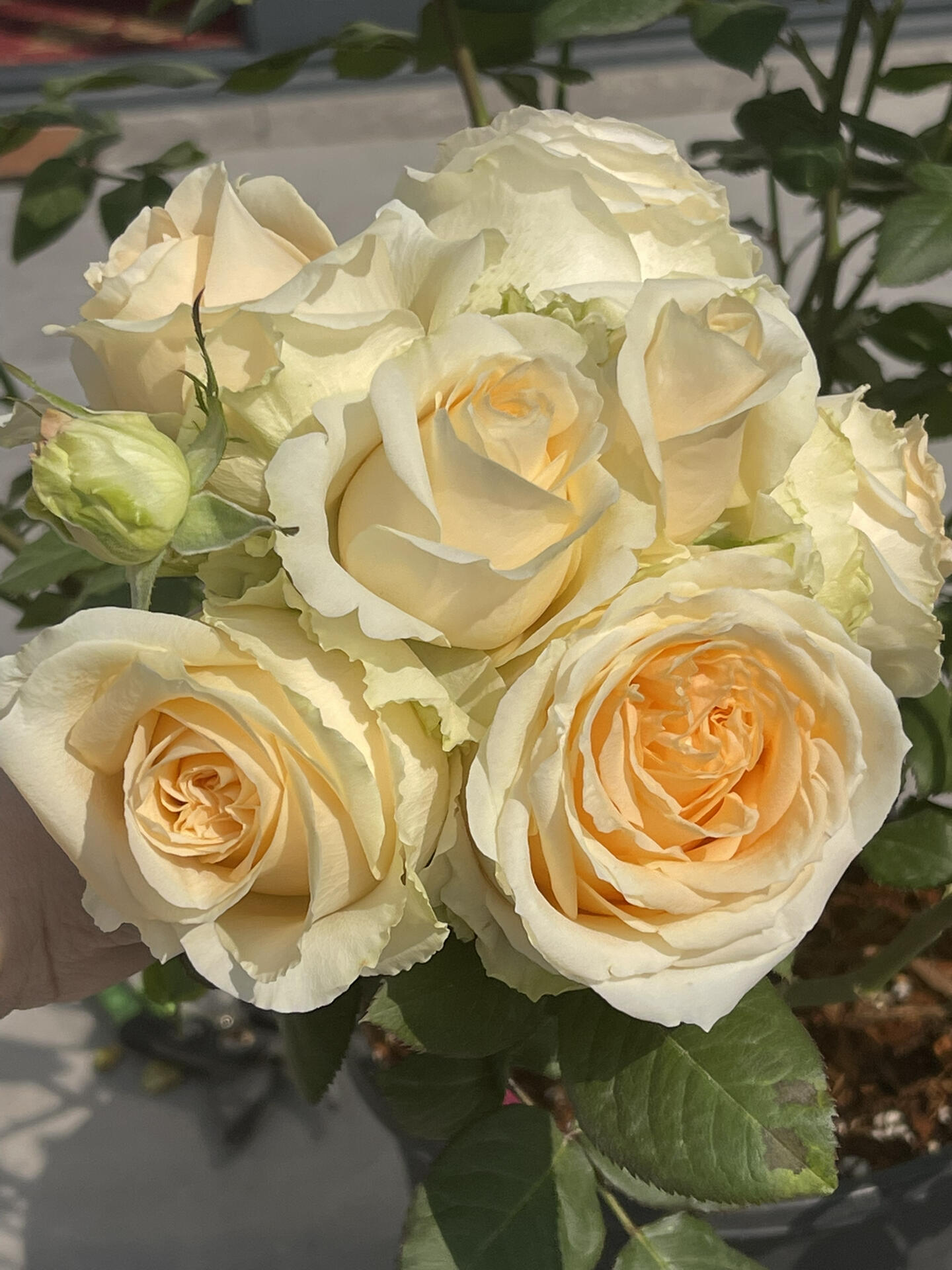 Rosa ‘Peach Avalanche  | 蜜桃雪山 ’ - Award