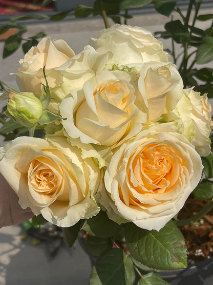 Rosa ‘Peach Avalanche  | 蜜桃雪山 ’ - Award