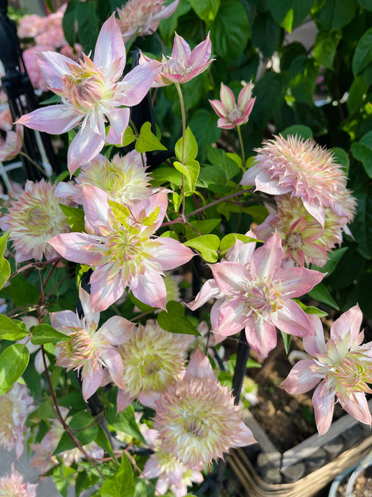 Clematis ''Shamshe |昼の天使|  昼天使| 桃万重''