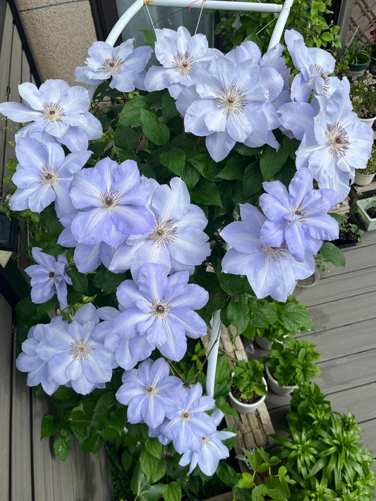 Clematis ‘’Blue Cotillion｜蓝色龙沙舞‘’