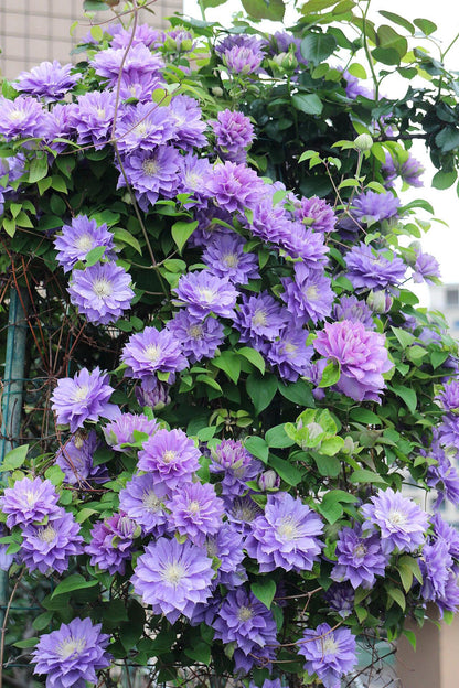 Clematis ''Enku｜円空''