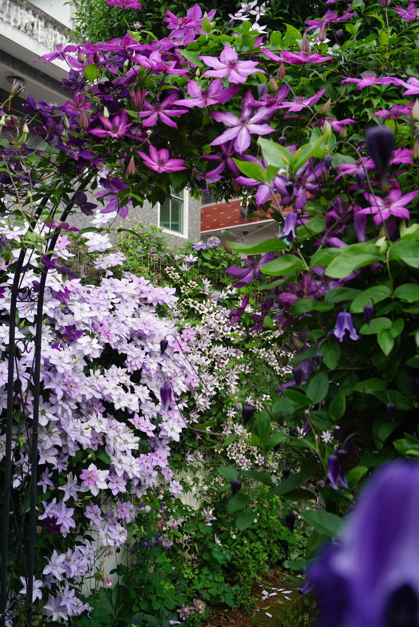 Clematis ‘’Reflections｜倒影‘’