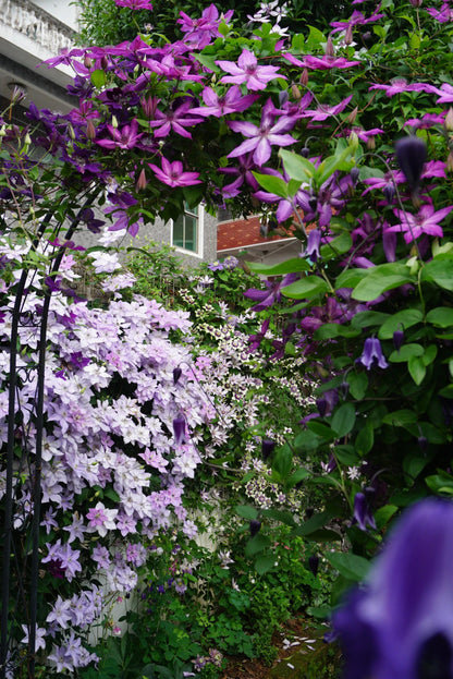 Clematis ‘’Reflections｜倒影‘’