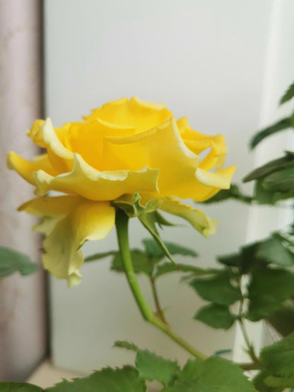 Rose  ’ Shell｜ 贝壳