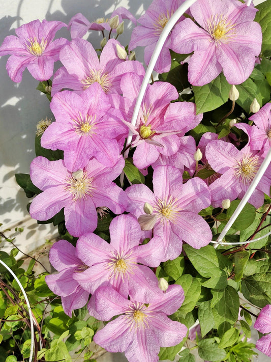 Clematis ‘’Comtesse de Bouchaud| 包查德 女侯爵‘’