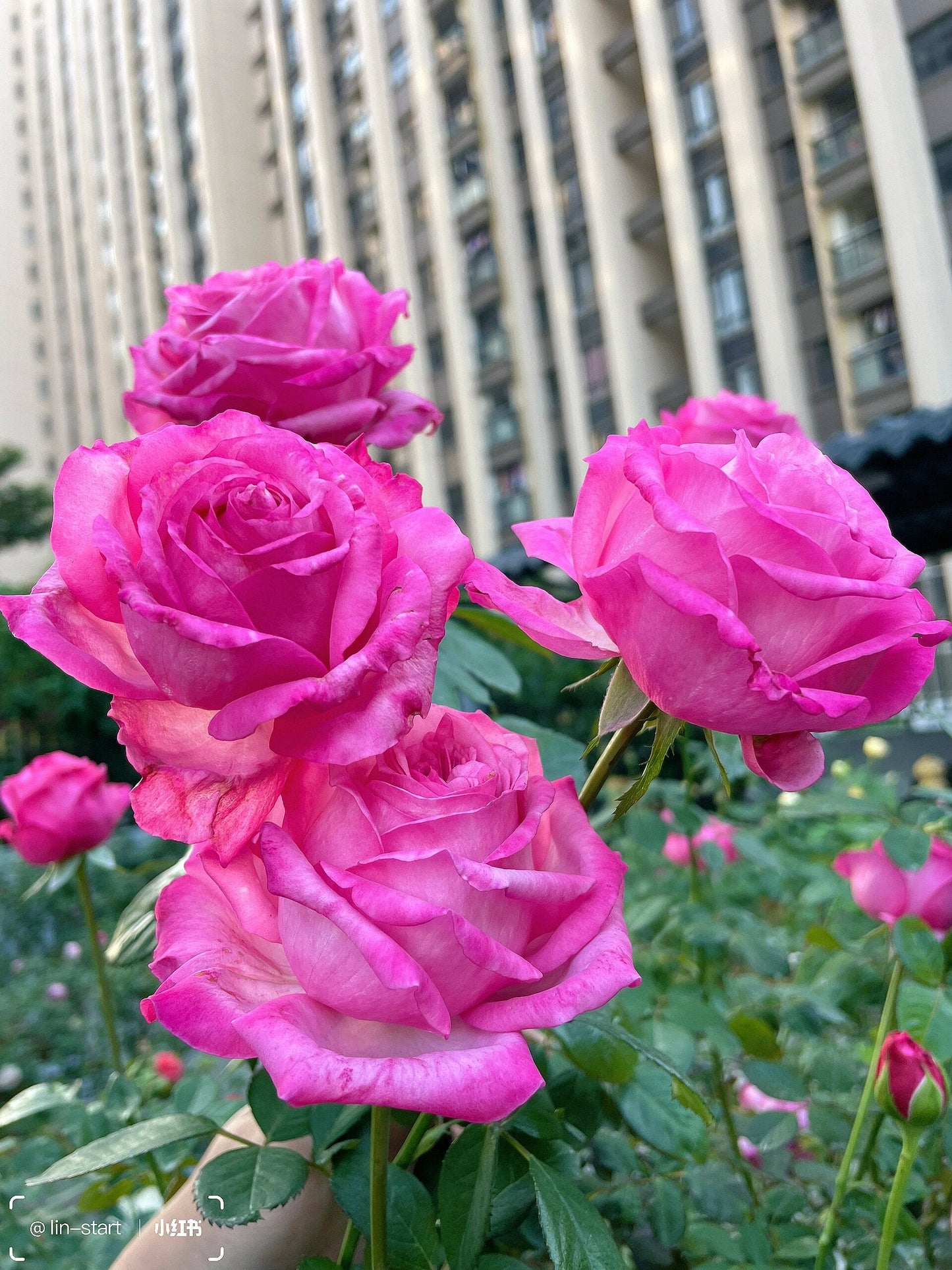 Rose  'Peach Blaze Sky | 桃灼蓝天 | Award-winning '