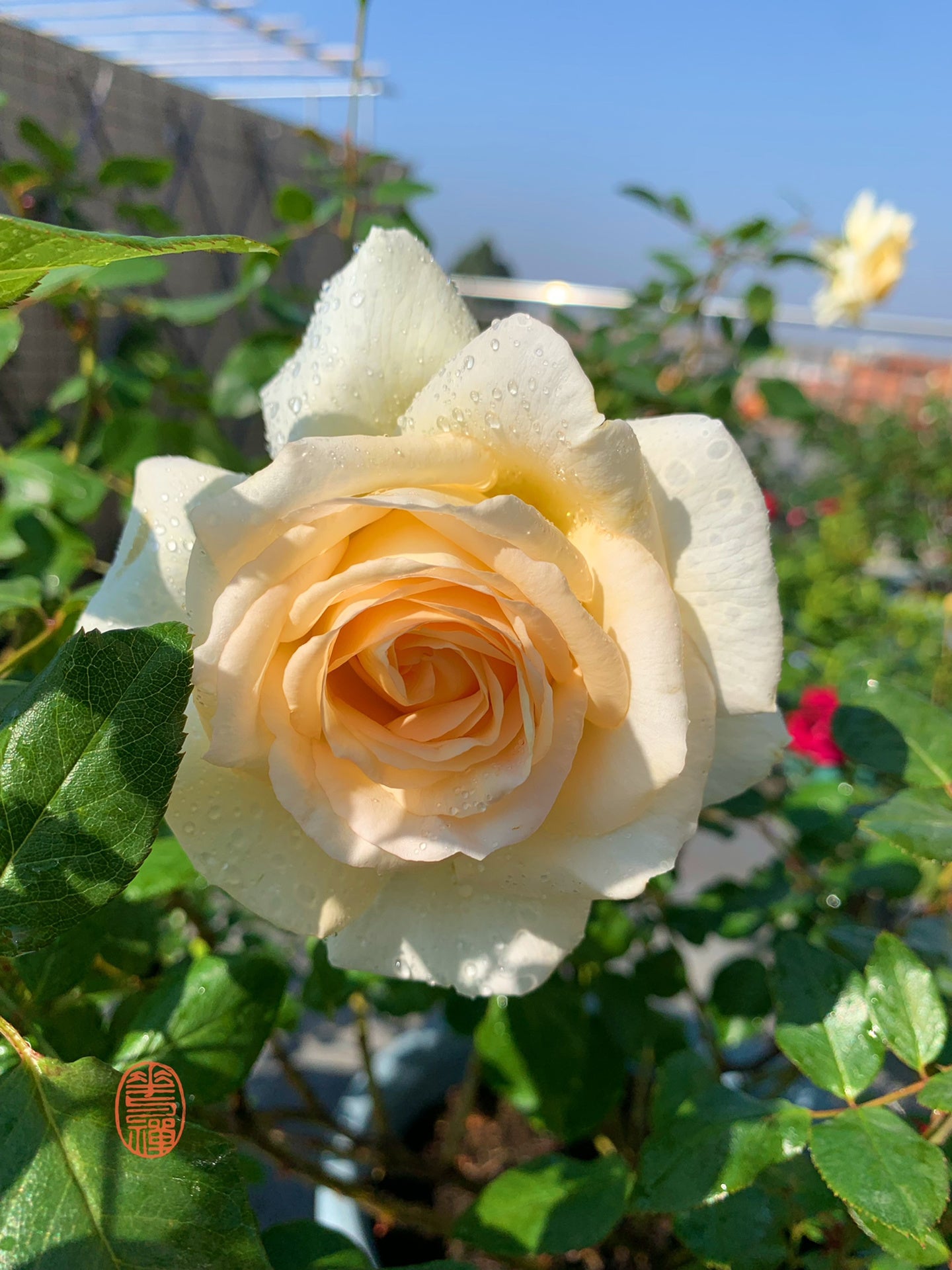 Rose  ‘ Anastasia ｜假面公主 - Award-Winning Variety