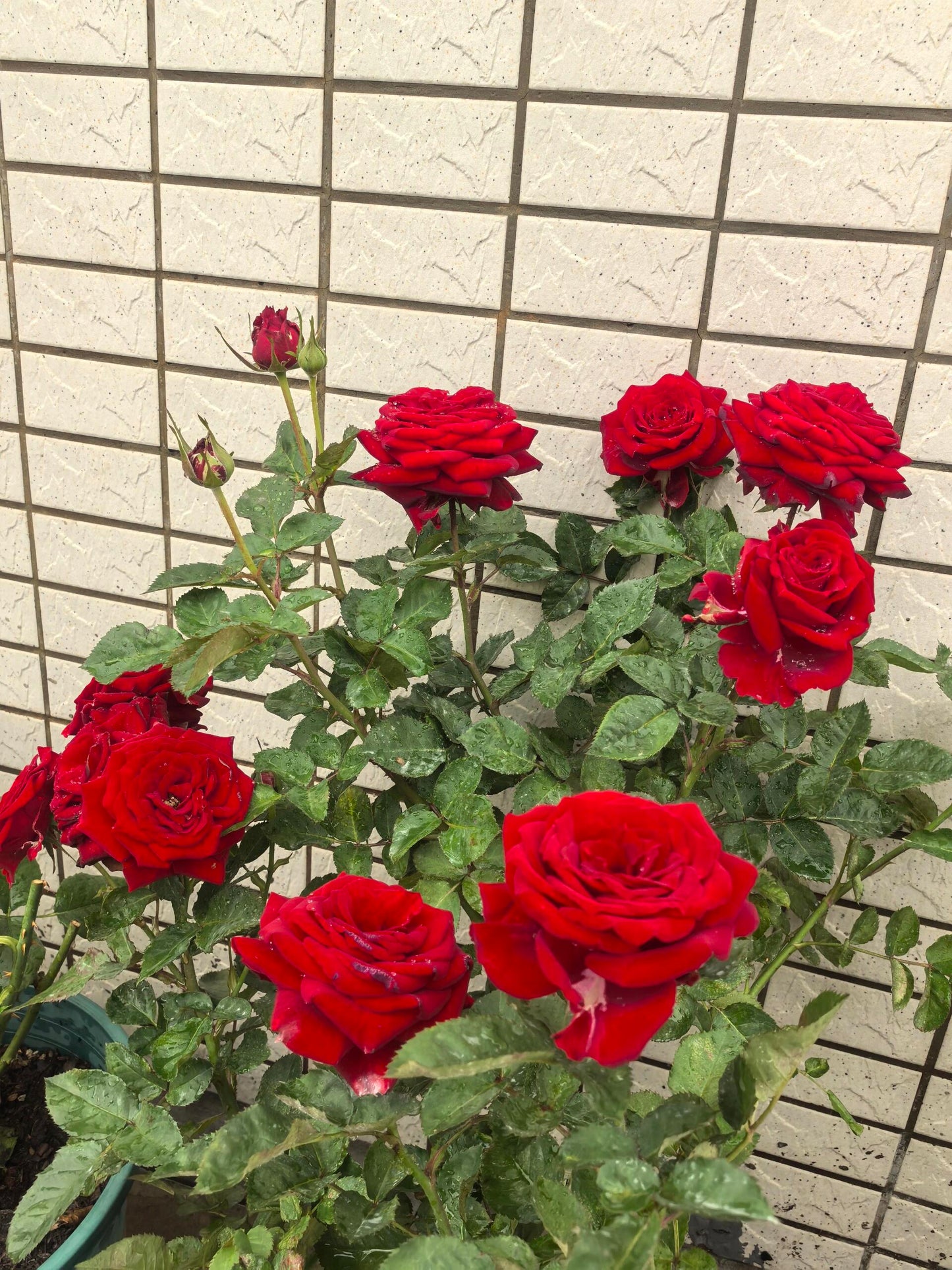 Rose ’ Red Velvet ｜ 红丝绒