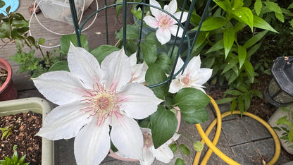 Clematis 'Corinne' 科林