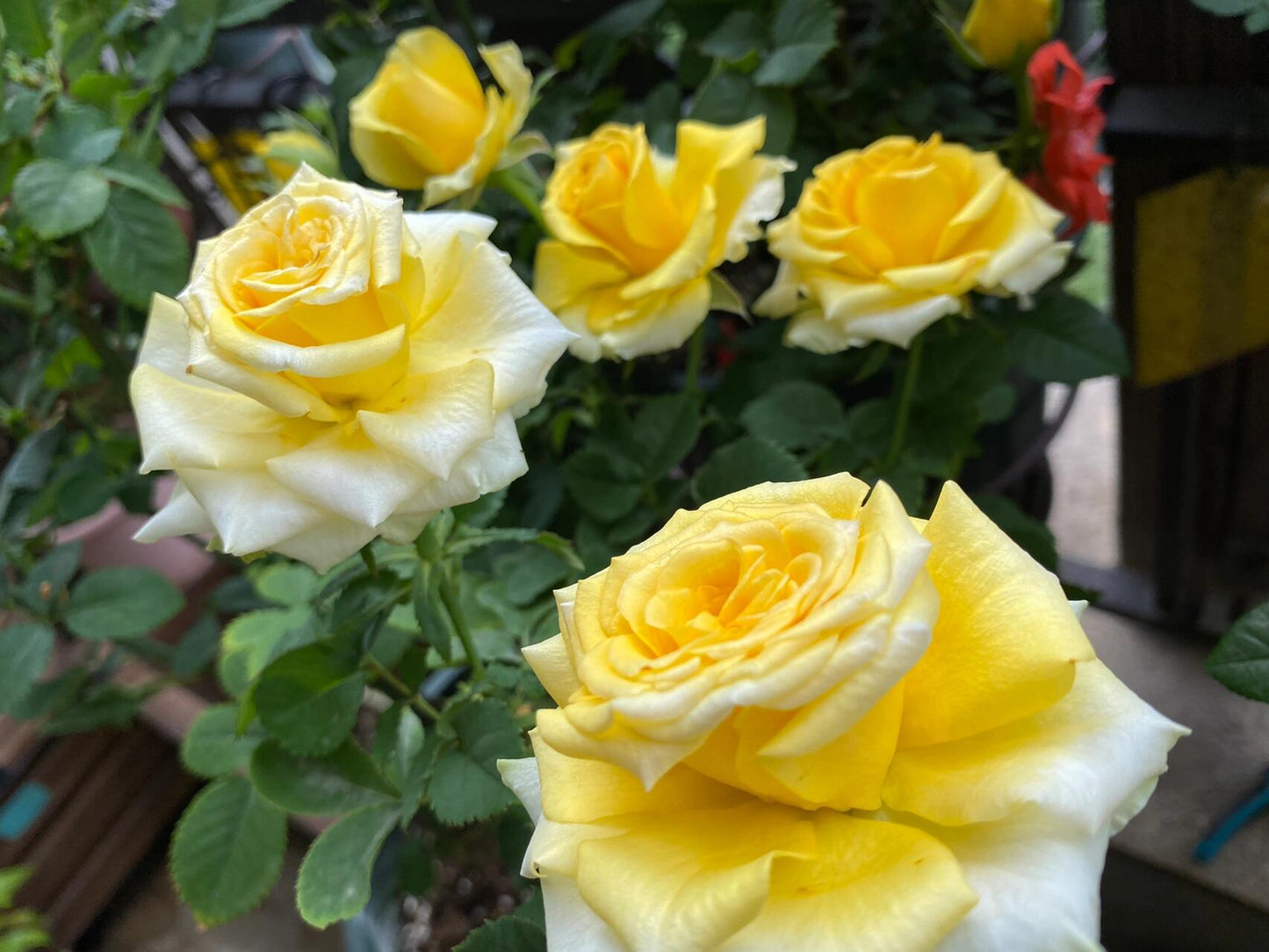 Rose  ’ Shell｜ 贝壳