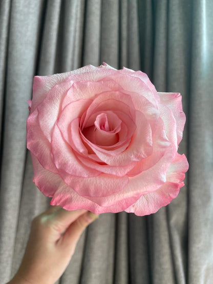 Rose  ’ BouLevard ｜ 林荫大道 | 武媚娘