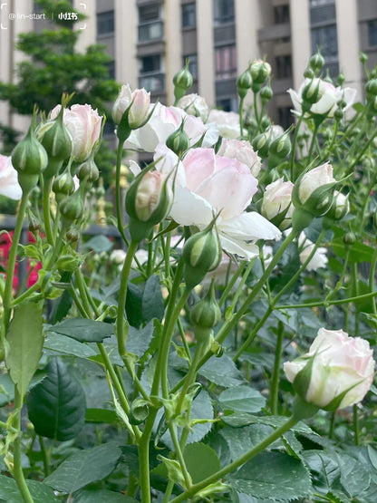 Rose【Vesalius】-1.5 Gal OwnRoot LivePlant｜Prolific Bloomer｜Abundant Blooms｜Strong Fragrance｜萨维里｜Bun-shaped Petals｜Tall Growth｜Upright Habit