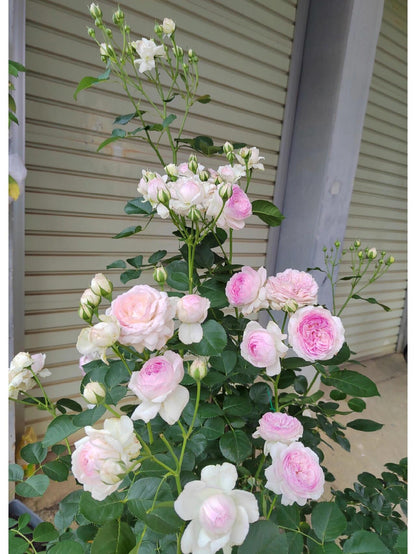 Rose【Vesalius】-1.5 Gal OwnRoot LivePlant｜Prolific Bloomer｜Abundant Blooms｜Strong Fragrance｜萨维里｜Bun-shaped Petals｜Tall Growth｜Upright Habit