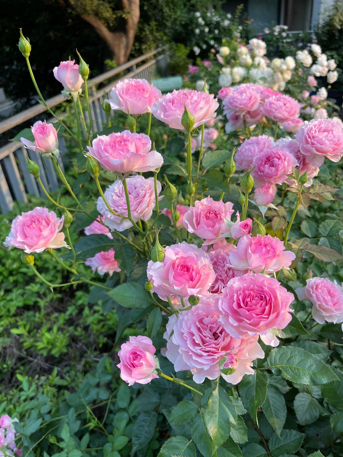 Rose  'Doniazade | 粉天方夜谭 '