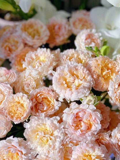 Rare Rose  ‘ Peach Anemone ｜桃子海葵 - New Variety 2023