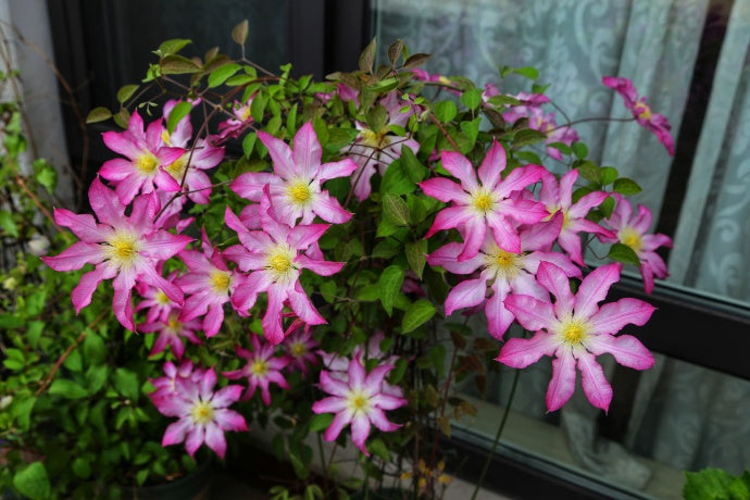 Clematis  ‘  Frau Susanne ’ 苏珊夫人