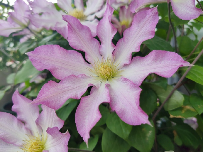 Clematis  ‘  Frau Susanne ’ 苏珊夫人