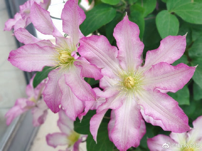 Clematis  ‘  Frau Susanne ’ 苏珊夫人