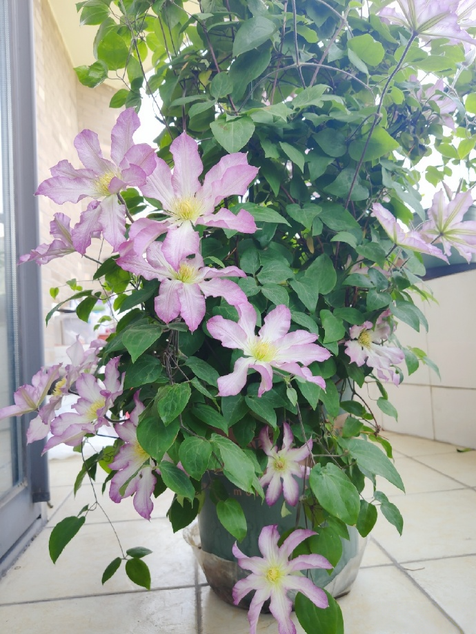 Clematis  ‘  Frau Susanne ’ 苏珊夫人
