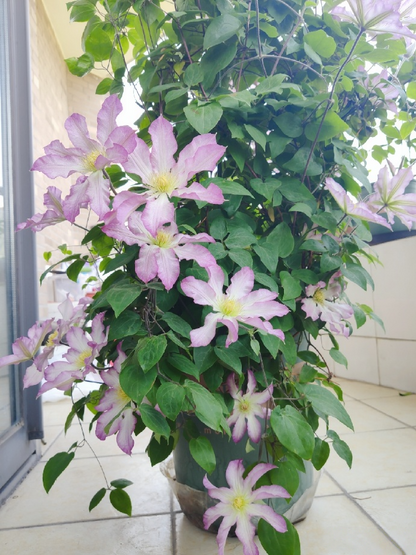 Clematis  ‘  Frau Susanne ’ 苏珊夫人