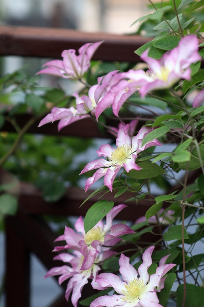 Clematis  ‘  Frau Susanne ’ 苏珊夫人