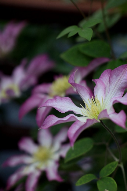 Clematis  ‘  Frau Susanne ’ 苏珊夫人