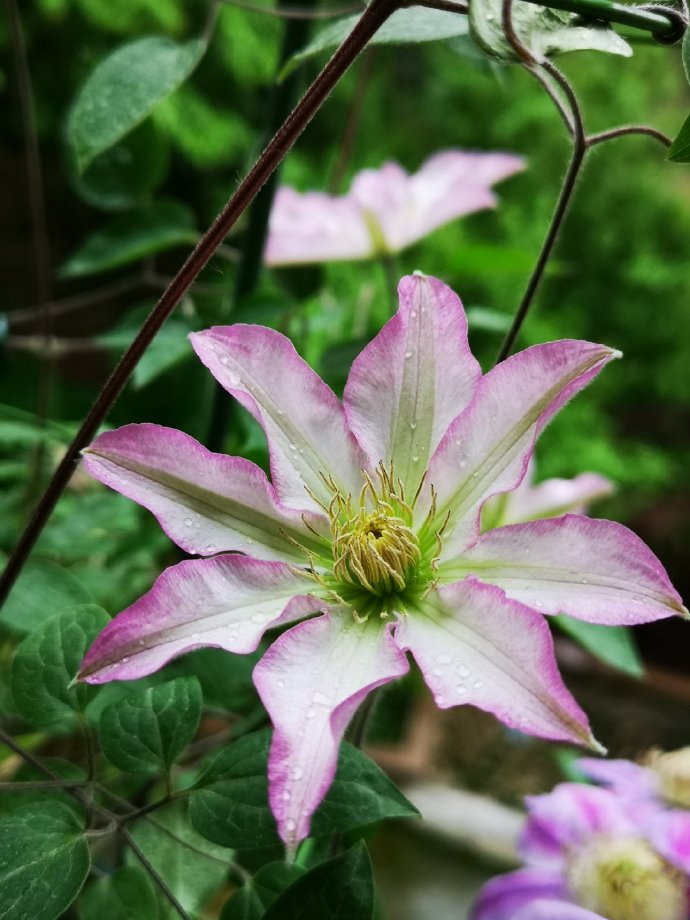 Clematis  ‘  Frau Susanne ’ 苏珊夫人