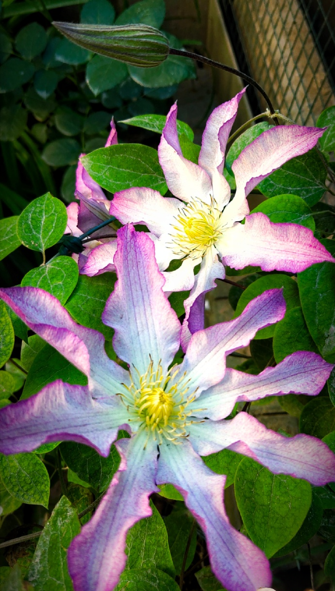 Clematis  ‘  Frau Susanne ’ 苏珊夫人