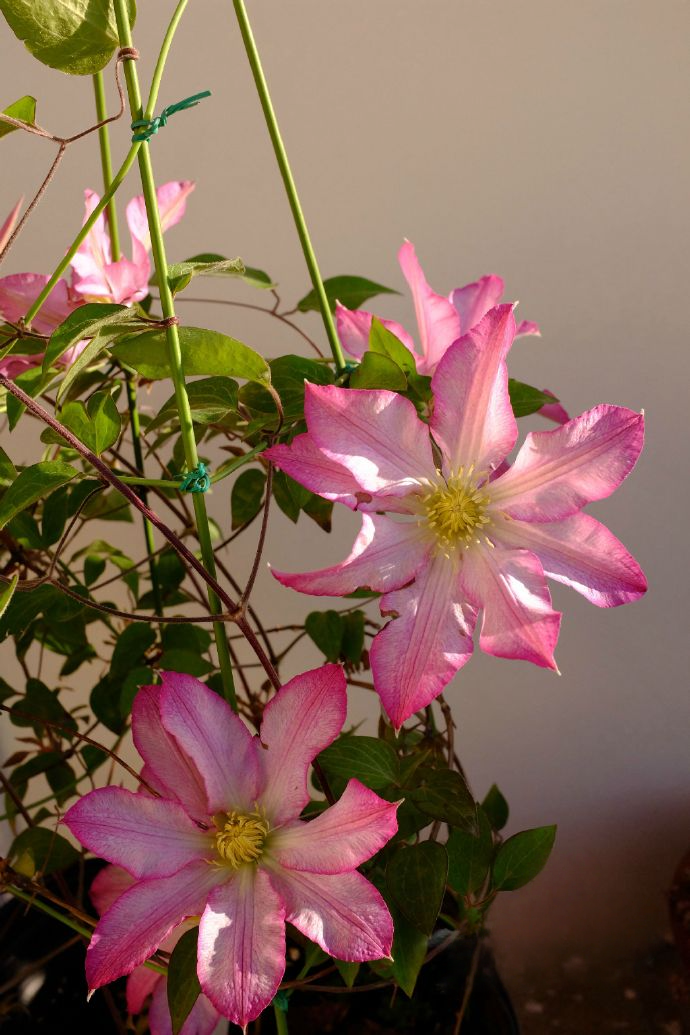 Clematis  ‘  Frau Susanne ’ 苏珊夫人