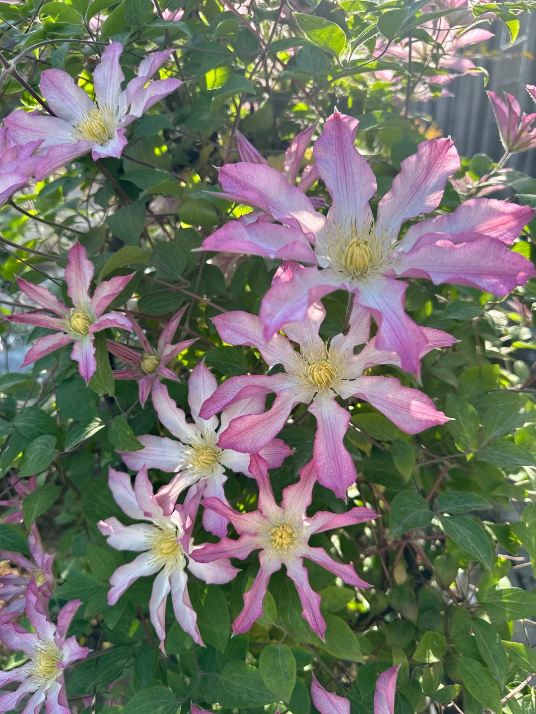 Clematis  ‘  Frau Susanne ’ 苏珊夫人