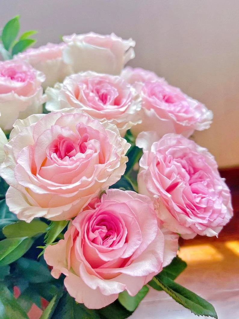Rose 'Goddess of the Luo River' 洛神