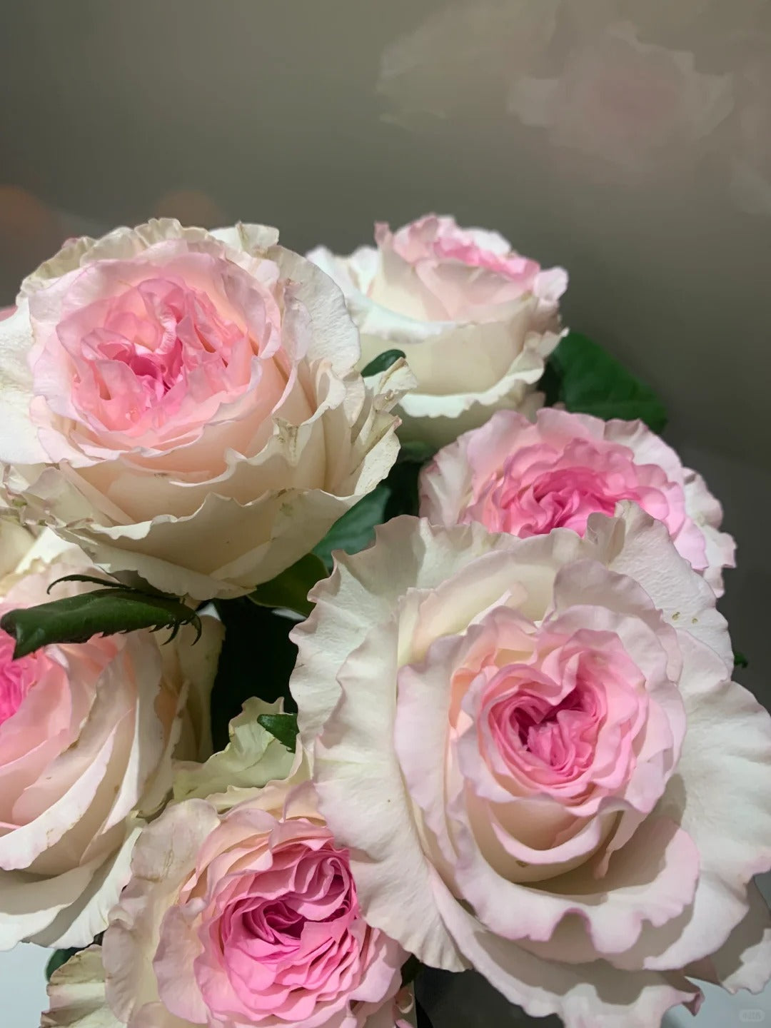Rose 'Goddess of the Luo River' 洛神
