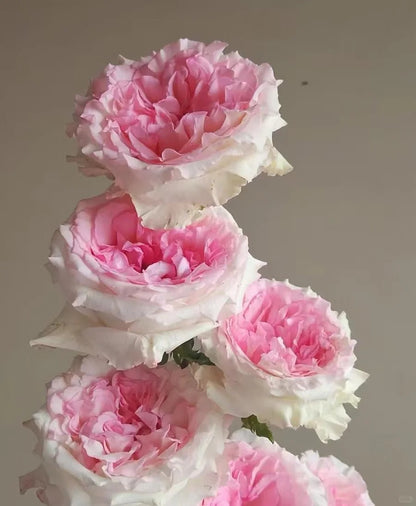 Rose 'Goddess of the Luo River' 洛神