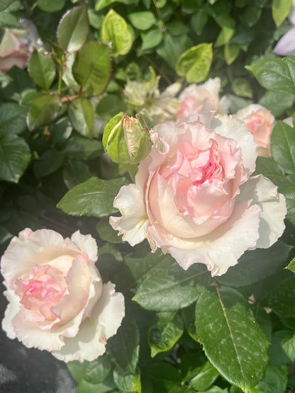 Rose 'Goddess of the Luo River' 洛神