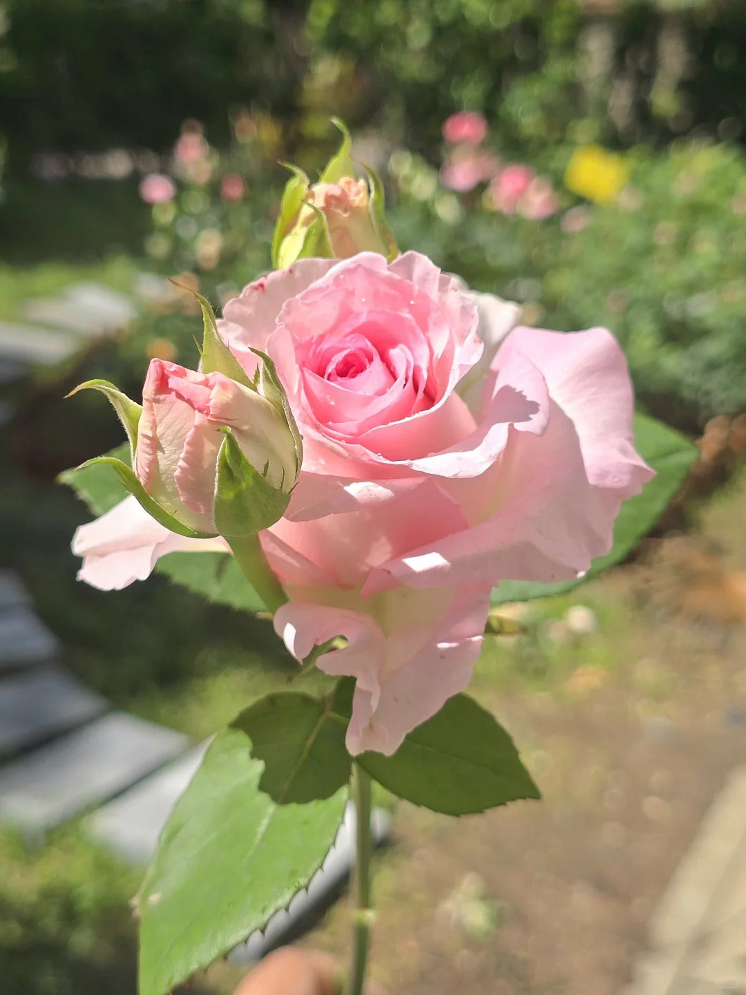 Rose 'Goddess of the Luo River' 洛神