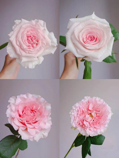 Rose 'Goddess of the Luo River' 洛神