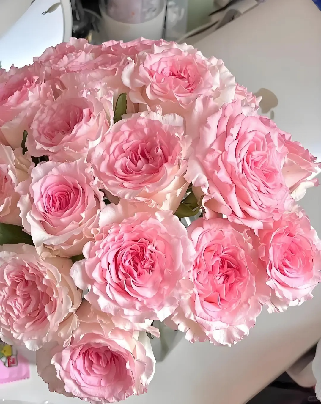 Rose 'Goddess of the Luo River' 洛神