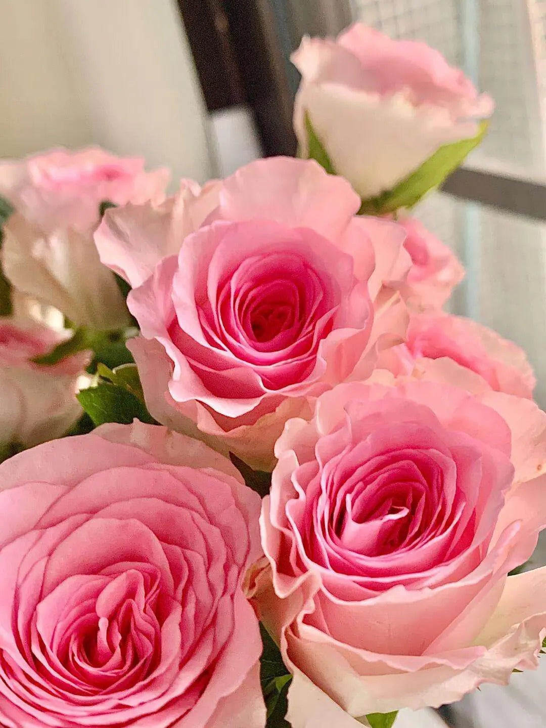 Rose 'Goddess of the Luo River' 洛神