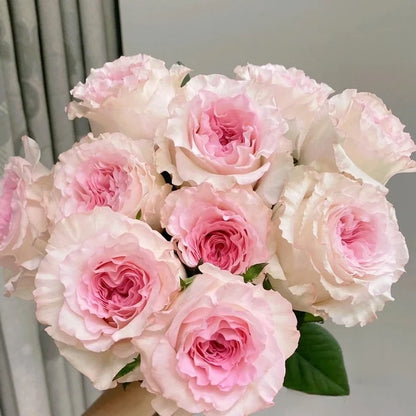 Rose 'Goddess of the Luo River' 洛神