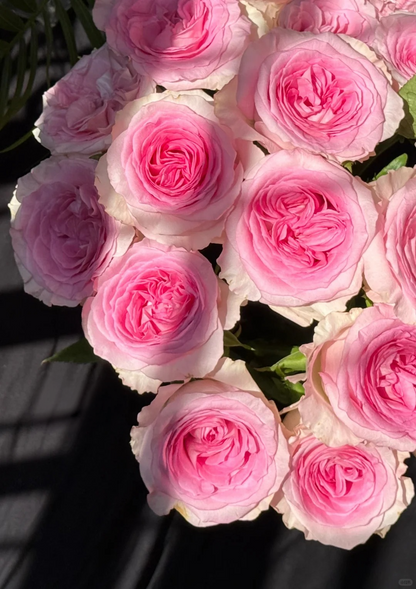 Rose 'Goddess of the Luo River' 洛神