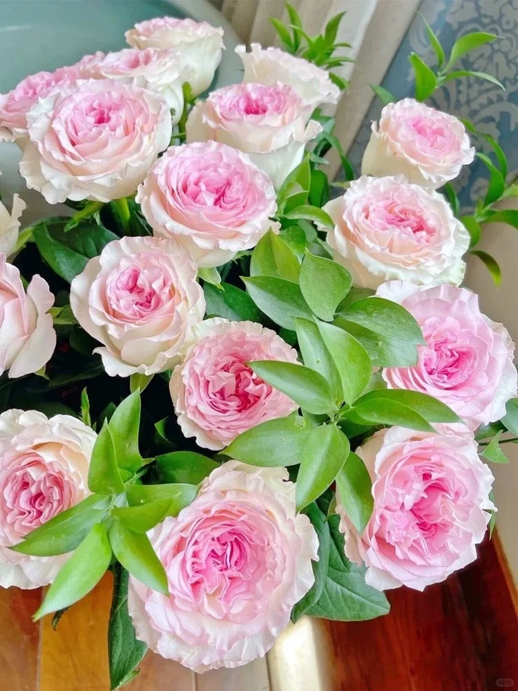 Rose 'Goddess of the Luo River' 洛神