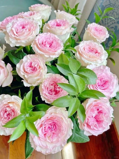 Rose 'Goddess of the Luo River' 洛神