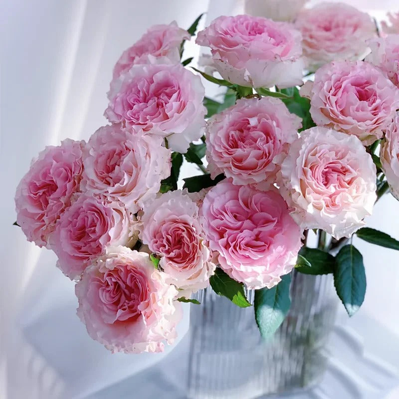Rose 'Goddess of the Luo River' 洛神