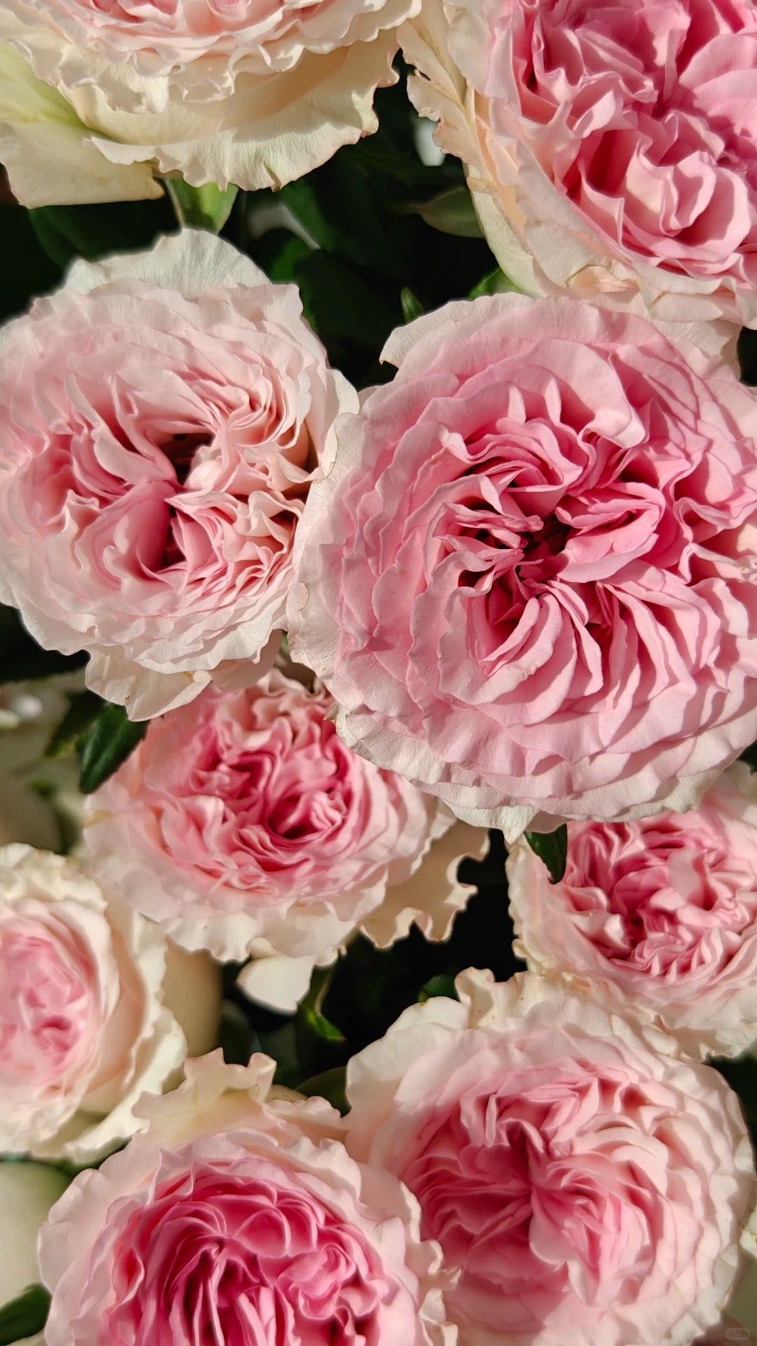 Rose 'Goddess of the Luo River' 洛神