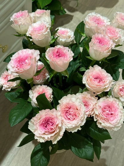 Rose 'Goddess of the Luo River' 洛神