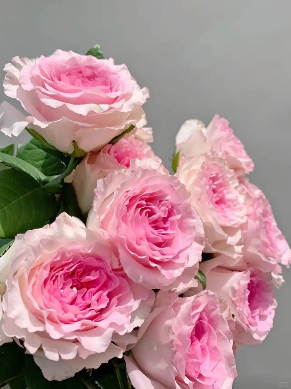 Rose 'Goddess of the Luo River' 洛神