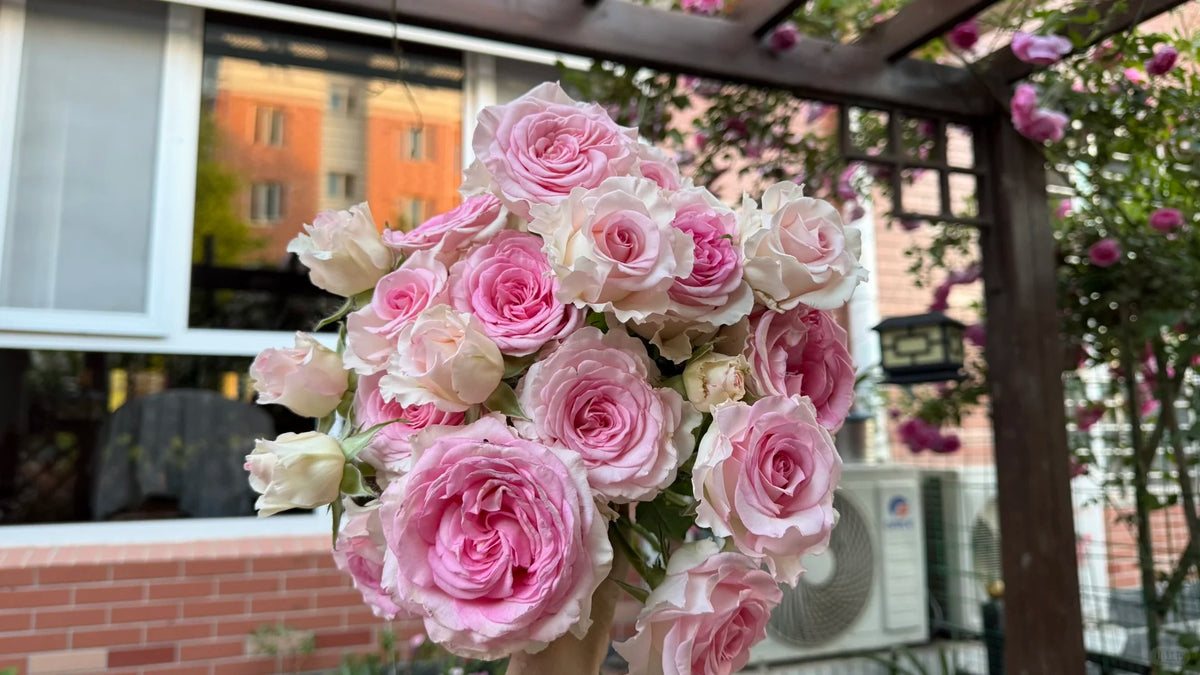 Rose 'Goddess of the Luo River' 洛神