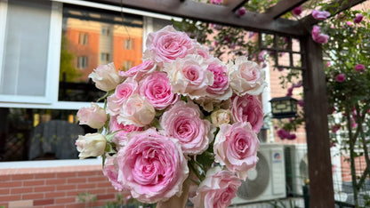 Rose 'Goddess of the Luo River' 洛神