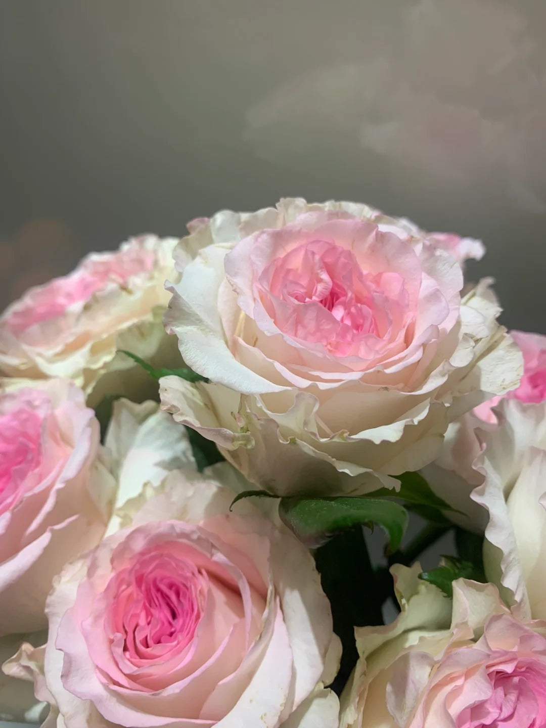 Rose 'Goddess of the Luo River' 洛神